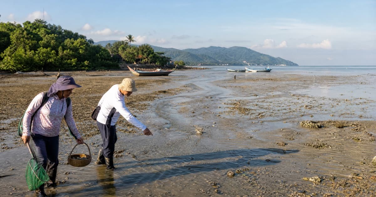 槟城潮汐表与赶海：马来西亚华人海岸指南