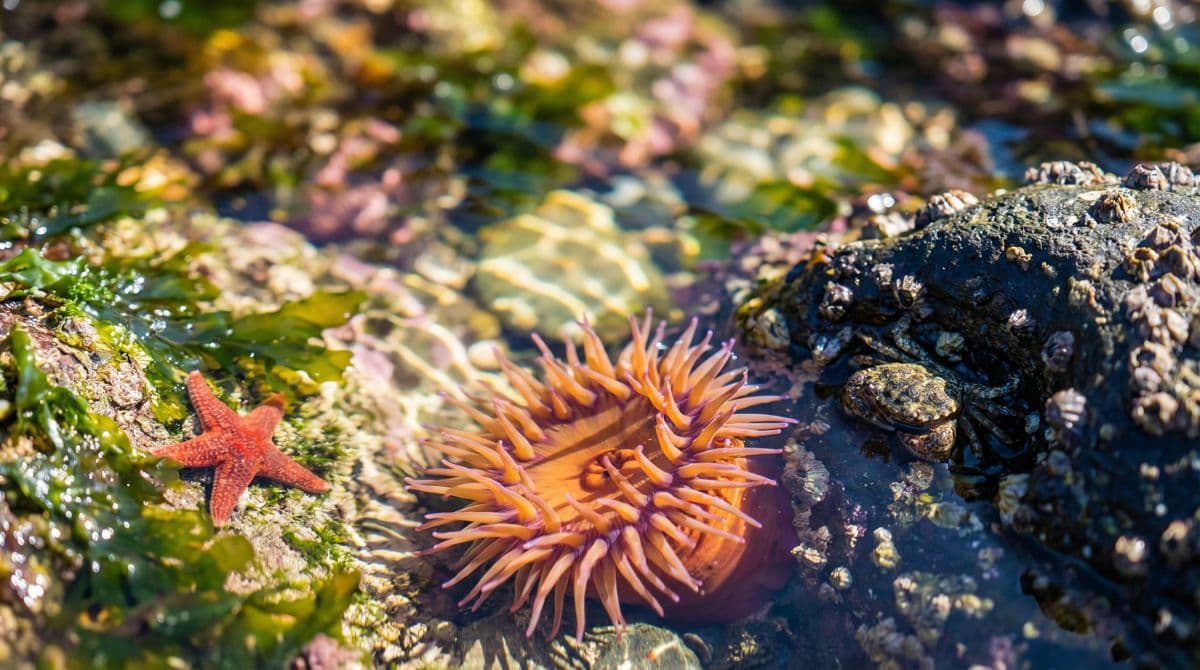 潮间带生物图鉴：认识赶海常见物种