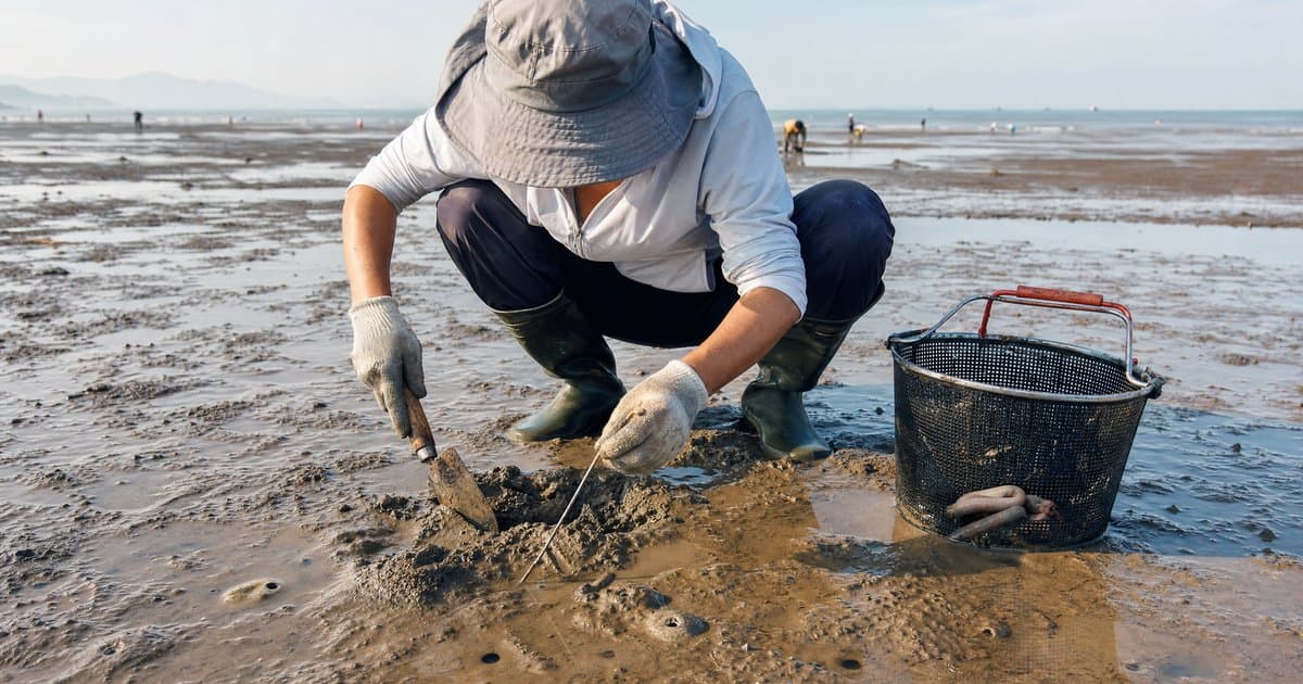 赶海挖海肠攻略：退潮后怎么找海肠洞快速挖到
