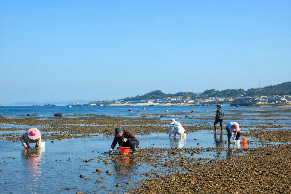 丹东市大鹿岛赶海全攻略：潮汐时间、装备与安全指南