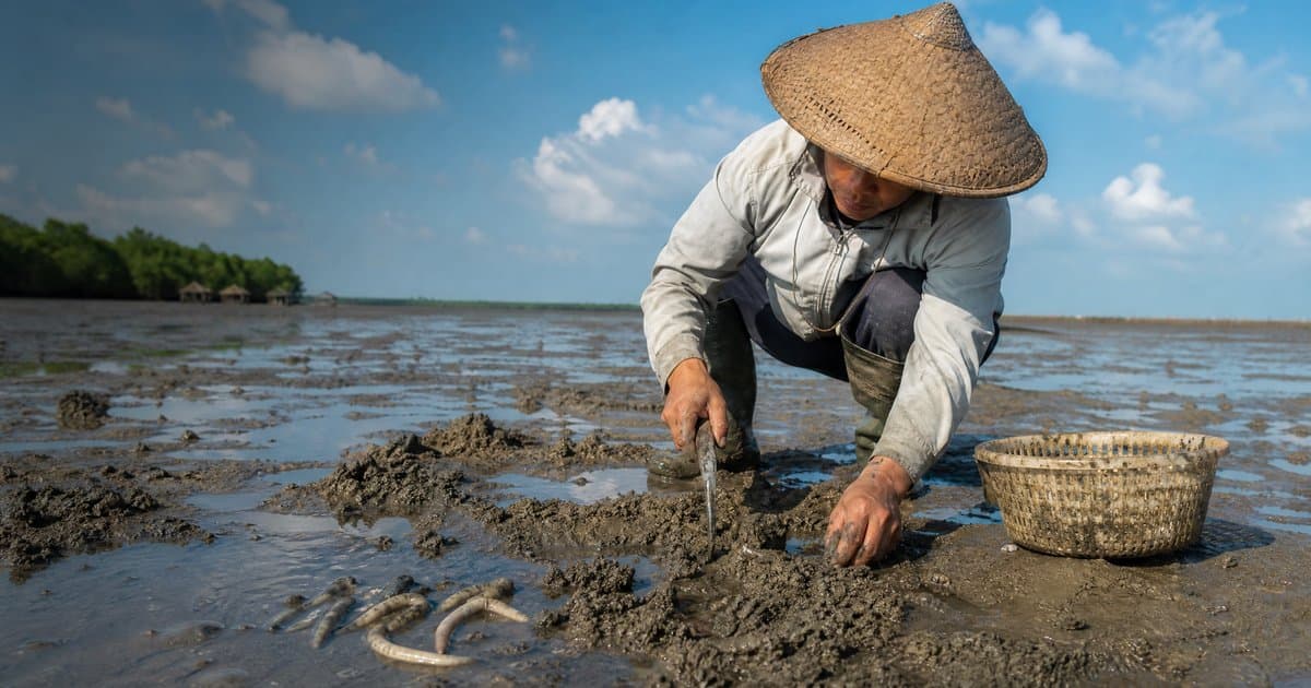 沙虫怎么挖：北海湛江滩涂的高价海货