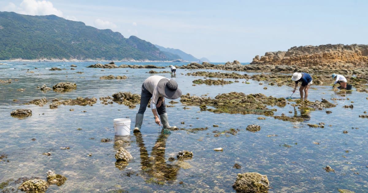 深圳赶海攻略：大鹏半岛到西涌海岸赶海地点全收录
