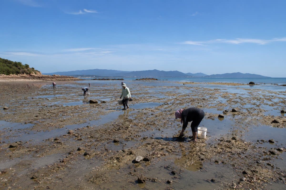 葫芦岛市团山角赶海全攻略:潮汐时间、装备与安全指南
