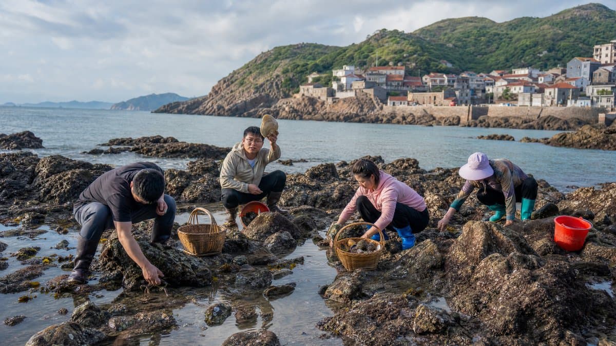温州台州赶海攻略:浙南海岸线的赶海好去处