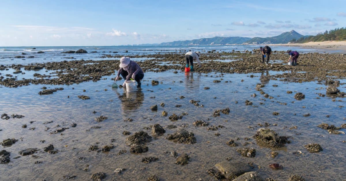 阳江海陵岛赶海攻略:广东西部的赶海宝地与潮汐时间